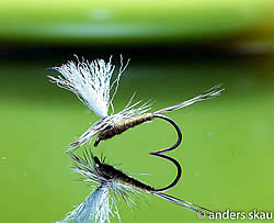Fly