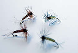 Fly