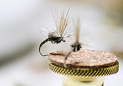 Fly