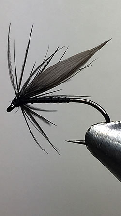 Fly