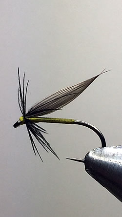 Fly