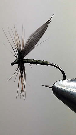 Fly
