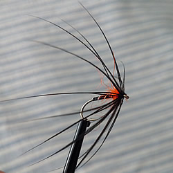 Fly