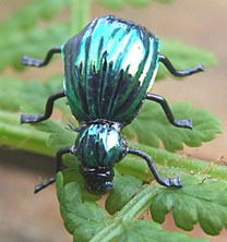 Fly