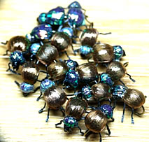 Fly