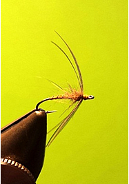 Fly