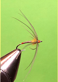 Fly