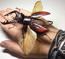 Fly