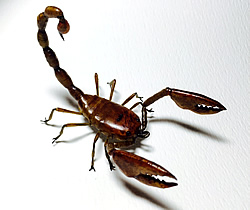 Fly