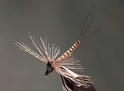 Fly