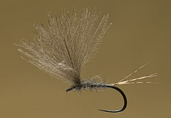 Fly