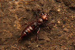 Fly