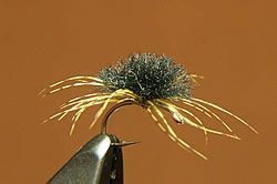 Fly