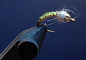 Fly