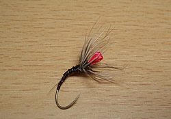 Fly