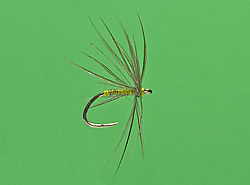 Fly