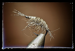 Fly