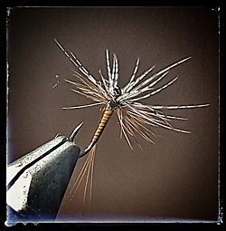 Fly