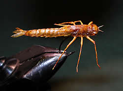 Fly