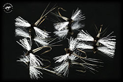 Fly