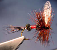 Fly