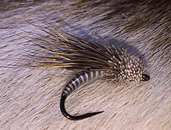 Fly