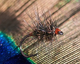 Fly