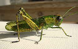 Fly