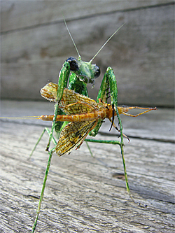 Fly