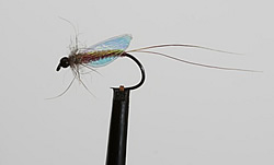 Fly