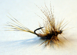 Fly