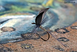 Fly