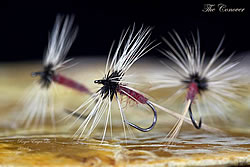 Fly