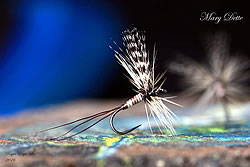 Fly