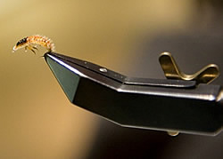 Fly
