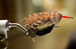 Fly