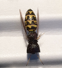 Fly