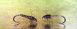 Fly