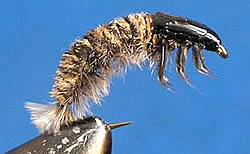 Fly