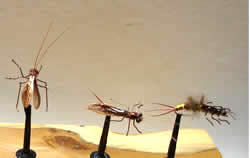 Fly