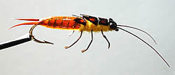 Fly