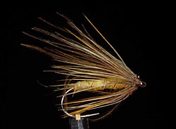 Fly