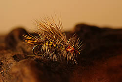 Fly