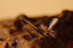 Fly