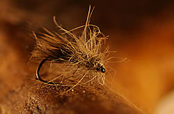 Fly