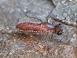 Fly
