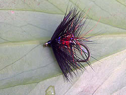 Fly