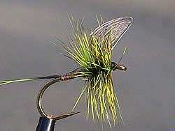 Fly