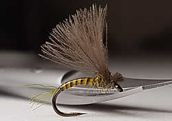 Fly