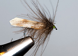 Fly